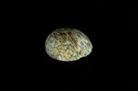 藏品(玉女蜑螺)的圖片